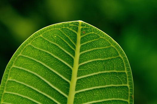 Veins of Green Palm Tree closeup on Naturel background