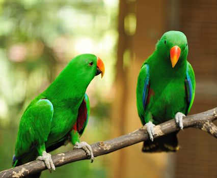 Beautiful couple of green eclectus parrots