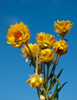 Australian yellow paper daisy bouquet with blue sky background