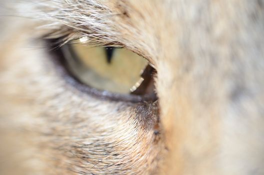 Closeup photo showing one single cat's eye. Macro photo of pet.