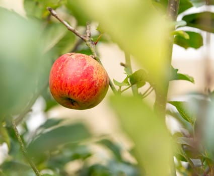 Single red apple stands out among out of focus or shallow focus leaves of tree