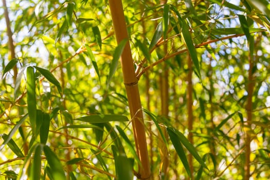 Close up of bamboo shoots and leaves in bright sunlit grove with background out of focus