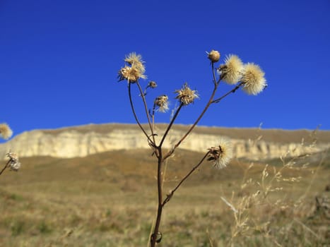 Meadow blowball on the caucasus summer field