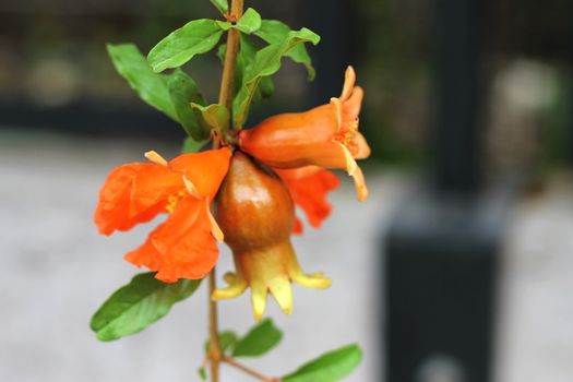 Pomegranate growing on the tree branch