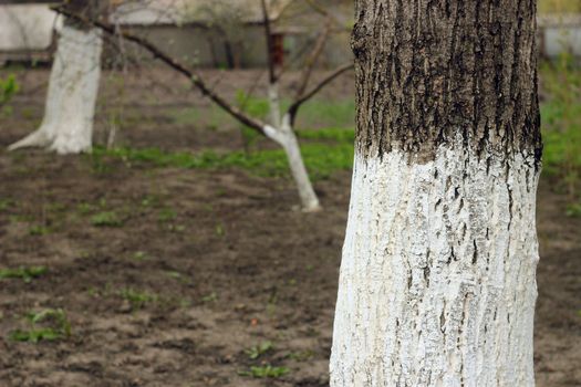 Close-up detail of whitewashed tree trunk in yard