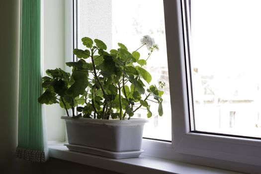 Flower pot in an office on a window sill 