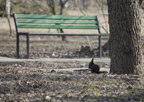 Squirrel eating a nut near a bench in a park
