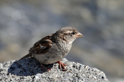 Sparrow sitting on rocks on blurred background