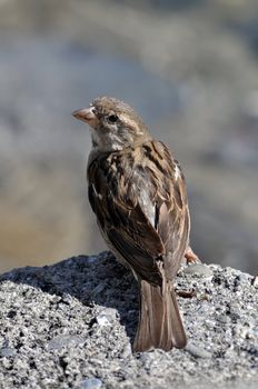 Rear view of a sparrow sitting on a rock
