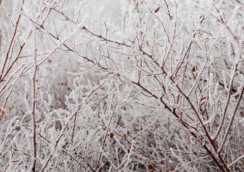 Thin branches covered with heavy ice
