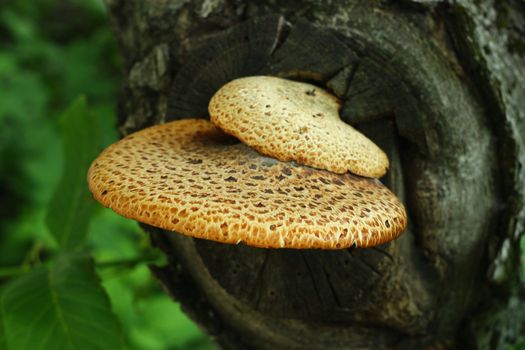 Close up shot of a big mushroom growing on a tree