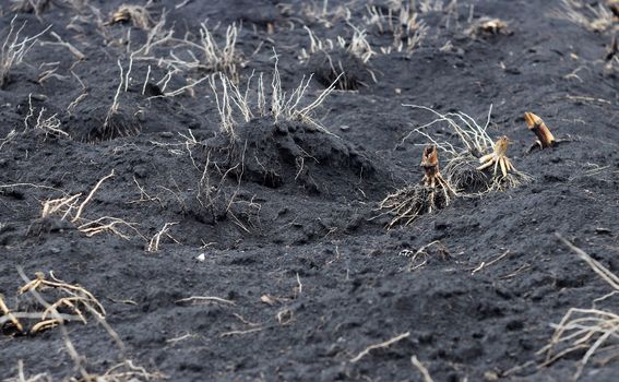 Old roots of corn plant on the ground