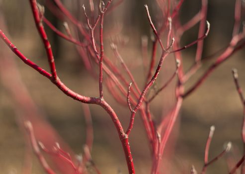 Close up of elegant red barked branches