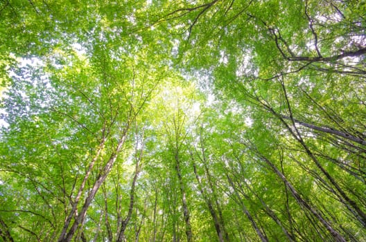 Green forest in bright summer day