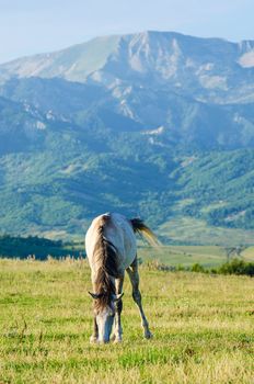 Lonely horse at the meadow
