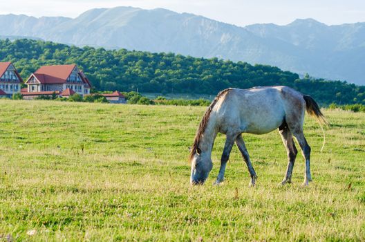 Lonely horse at the meadow
