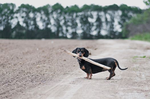 dark brown dachshund running around and playing in the summer park