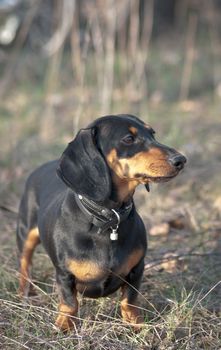 dark brown dachshund running around and playing in the summer park