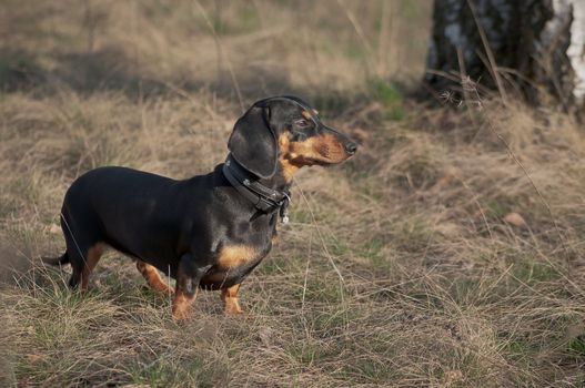 dark brown dachshund running around and playing in the summer park