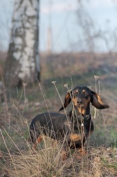 dark brown dachshund running around and playing in the summer park