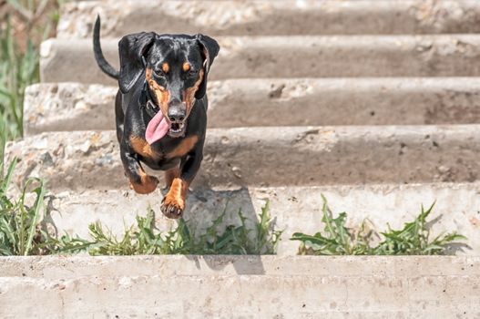 dark brown dachshund running around and playing in the summer park