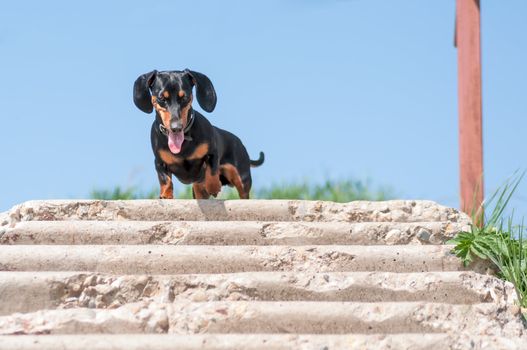 dark brown dachshund running around and playing in the summer park