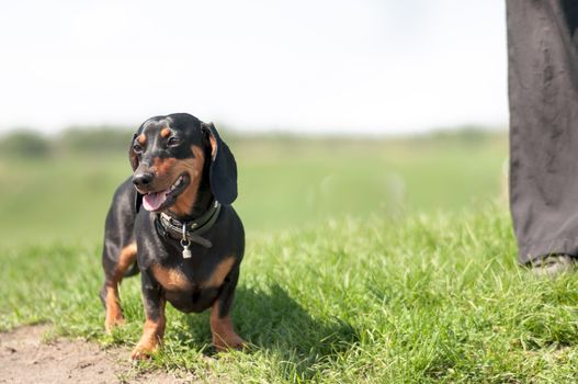 dark brown dachshund running around and playing in the summer park