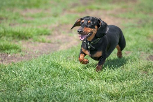 dark brown dachshund running around and playing in the summer park