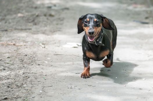 dark brown dachshund running around and playing in the summer park