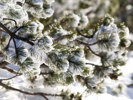 Snow covered branches