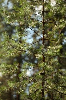 pine needles glittering in the sun