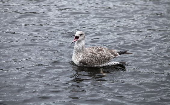 seagull widely opened its beak in the water