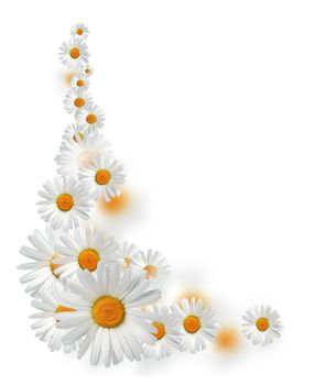 Beautiful border made from daisy flowers on white background