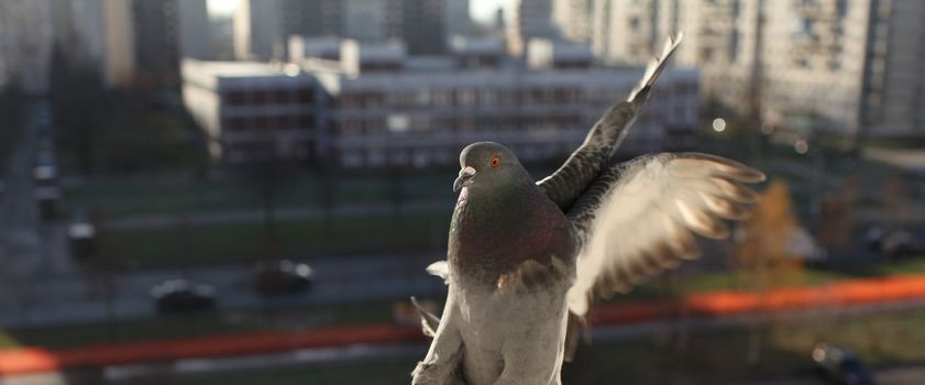 White dove with outspread wings in flight