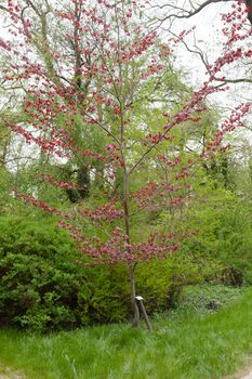 Kornik Arboretum  - the largest and oldest arboretum in Poland. It was founded in the first mid- nineteenth century