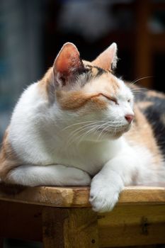 Cute cat sleeping on the table