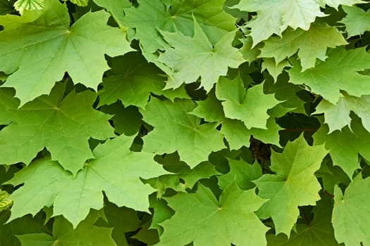 Many young maple leaves in spring time