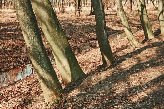 Trunks of trees in the park over the creek with water in early spring after snow melt