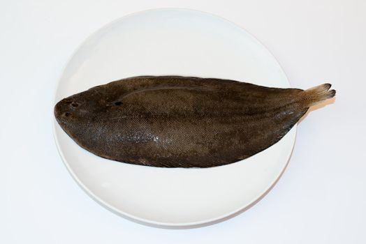 Dover sole (Solea solea) fish whole on a white plate