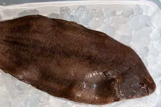 Dover sole (Solea solea) fish whole on ice in a glass bowl