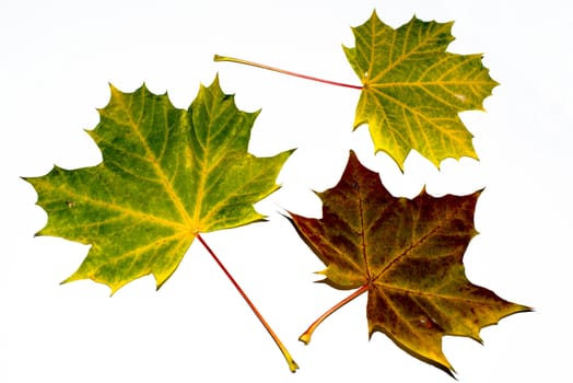 Three greatly coloured autumn maple leaves on a white background