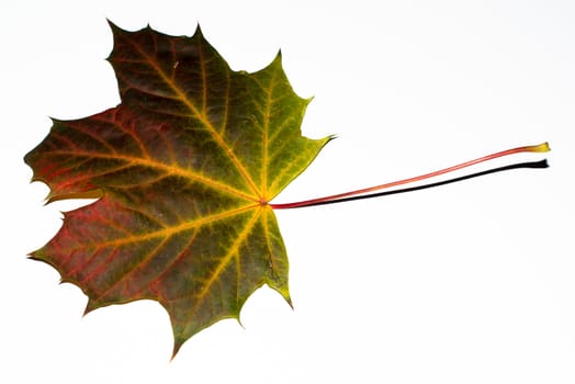 Greatly coloured autumn maple leaf on a white background