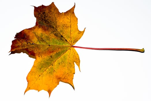 Greatly coloured autumn maple leaf on a white background