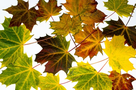 Greatly coloured autumn maple leaves on a white background