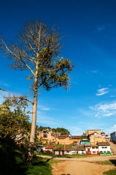 A massive tree in San Agustin, Colombia.