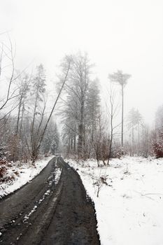 Snowy forest road and trees - nobody 