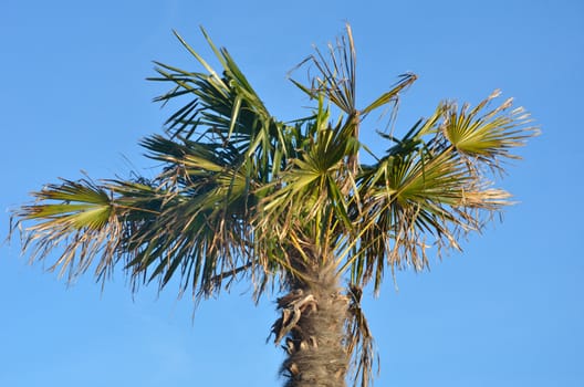 Palm tree in landscape with blue sky background