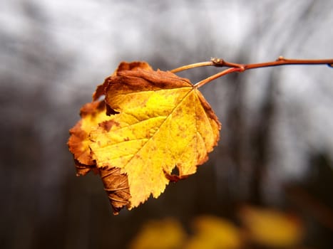 Last leaf on tree at autumn, closeup, with fine bokeh