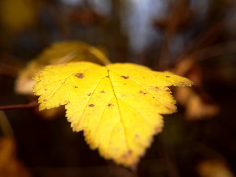 Last leaf on tree at autumn, closeup, with fine bokeh