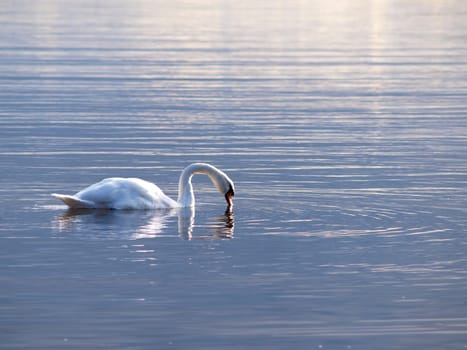 Swan, swimming gracefully around alone, at sunset